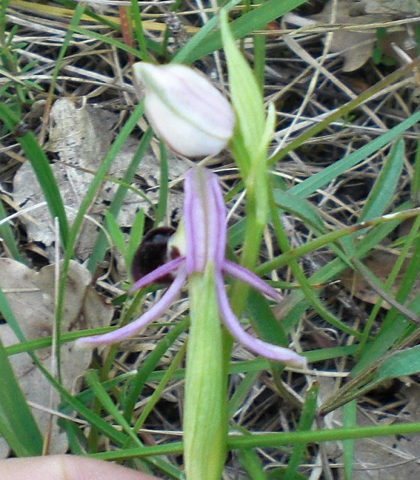 ophrys4.jpg