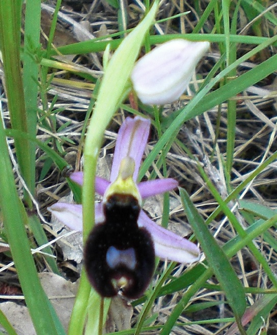 ophrys 2.jpg