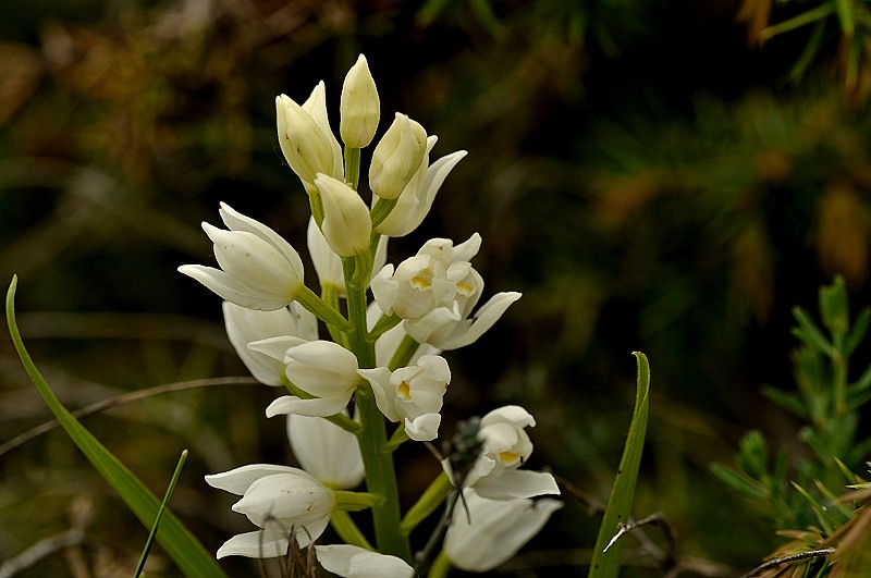 cephalentera longifolia