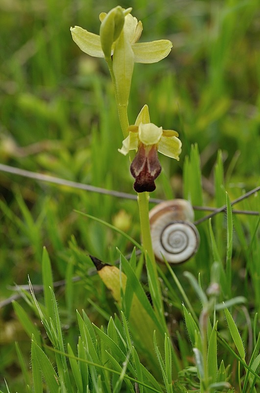 ophrys sulcata