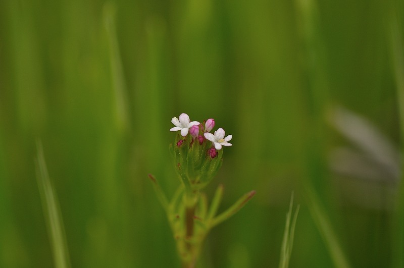 centranthus calcitrapae