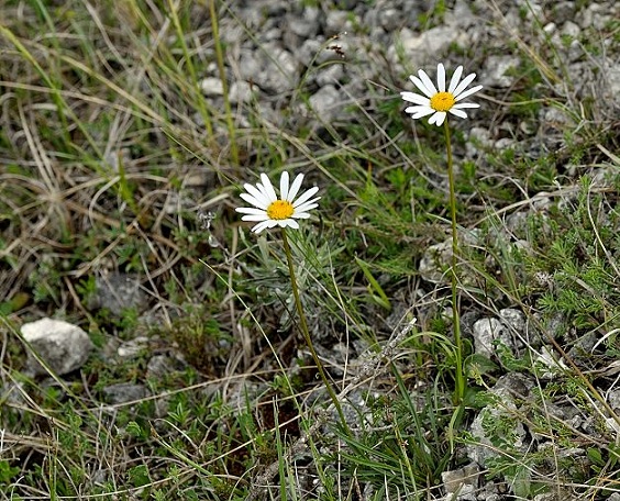 DSC_0830.JPG