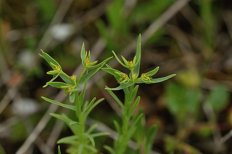 euphorbia exigua
