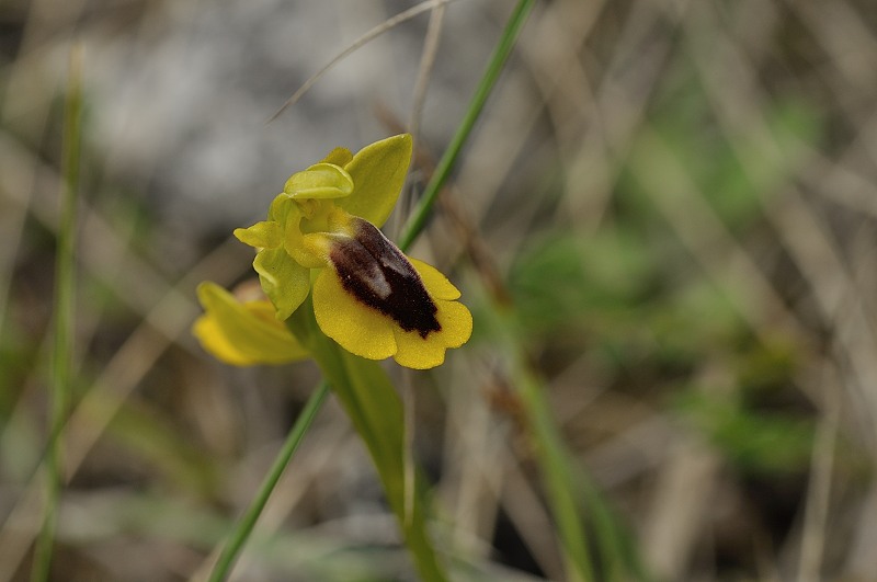 ophrys lutea