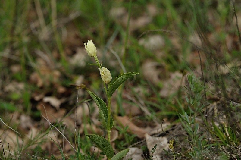 cephalenthera damasomium