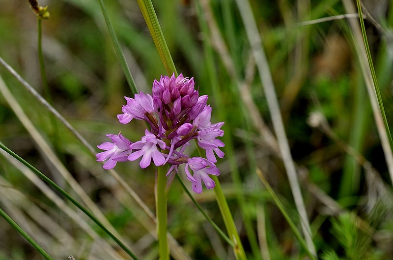 anacamptis pyramidalis