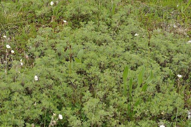 artemisia alba