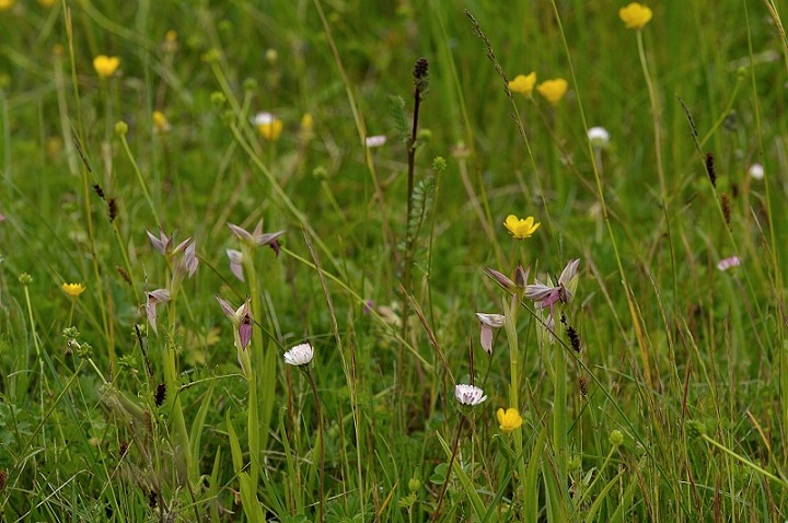serapias lingua