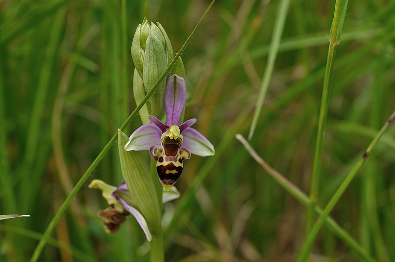 ophrys scolopax