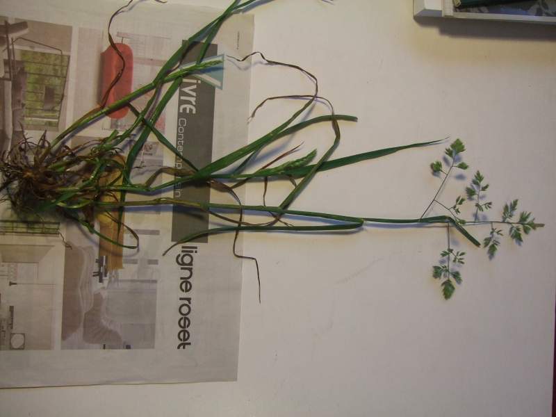 poaceae1.jpg
