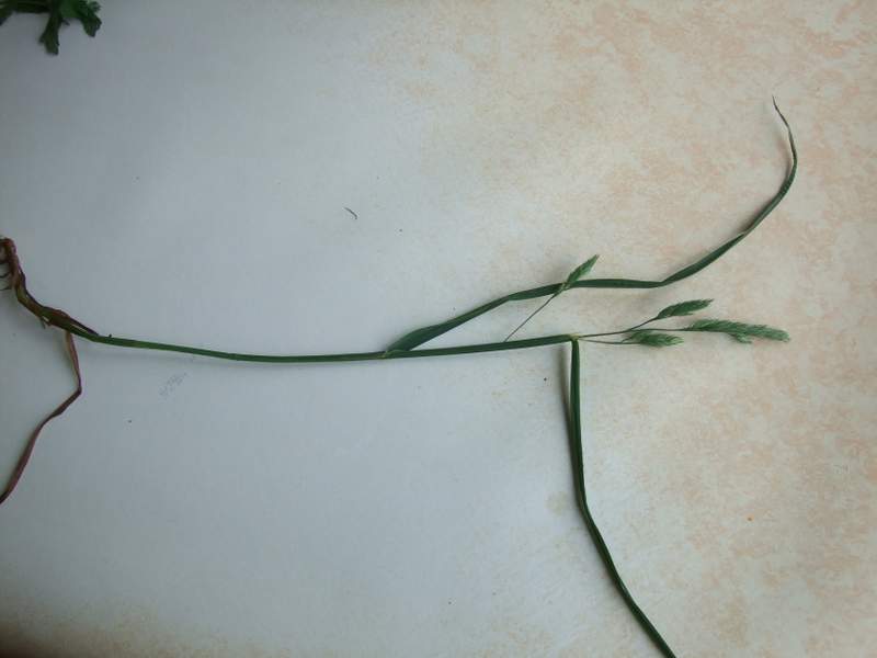 Poaceae2.jpg