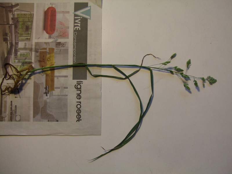 poaceae3.jpg
