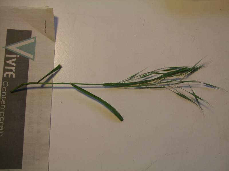poaceae5.1.jpg