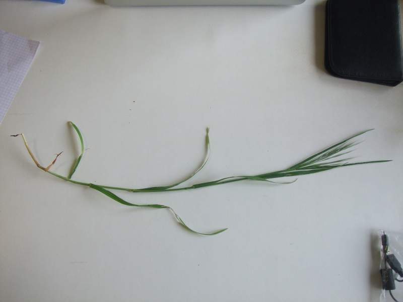 poaceae5.2.jpg