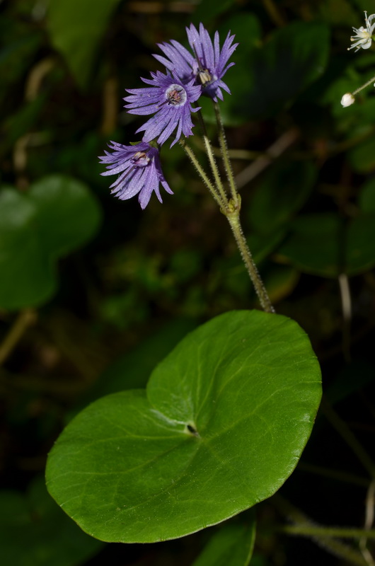 Soldanella villosa alpina 1.JPG