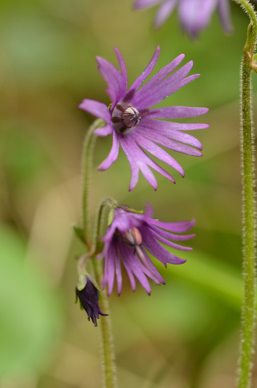 Soldanella villosa alpina 2.JPG