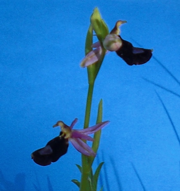 ophrys bertolonii 4.jpg