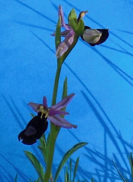 ophrys bertolonii 5.jpg