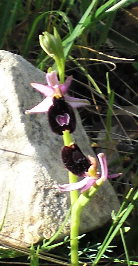 ophrys bertolonii tour blanc.jpg