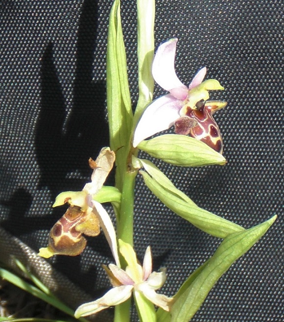ophrys large.jpg