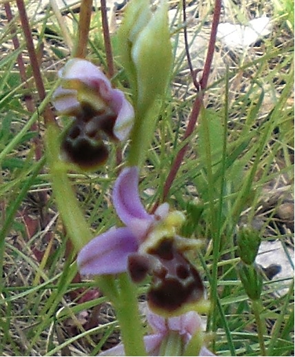 ophrys large2.jpg