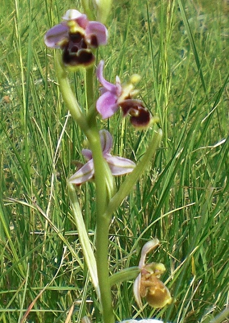 ophrys large3.jpg