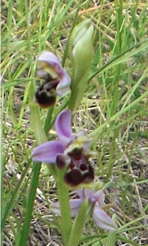 ophrys large4.jpg