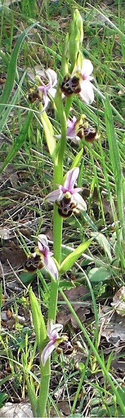 ophrys large5.jpg