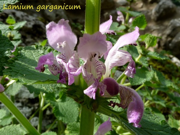 Lamium garganicum