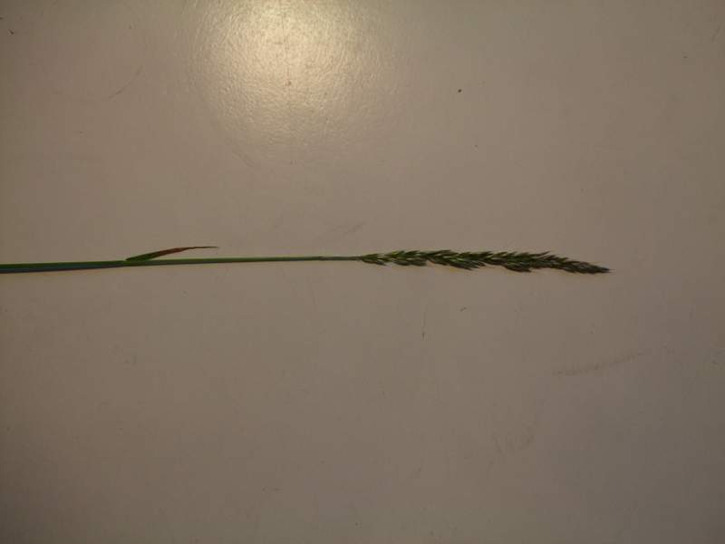 poaceae4.1.jpg