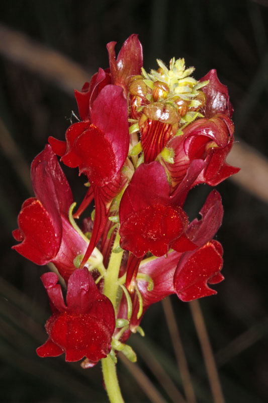 Scrophulariacées - Linaria aeruginae - Espagne Castilla la Mancha red 1.jpg