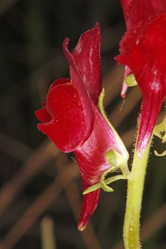 Scrophulariacées - Linaria aeruginae - Espagne Castilla la Mancha red 2.jpg