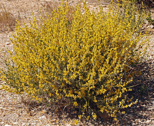 Fabacées - X 1 - Andalousie red 1.jpg