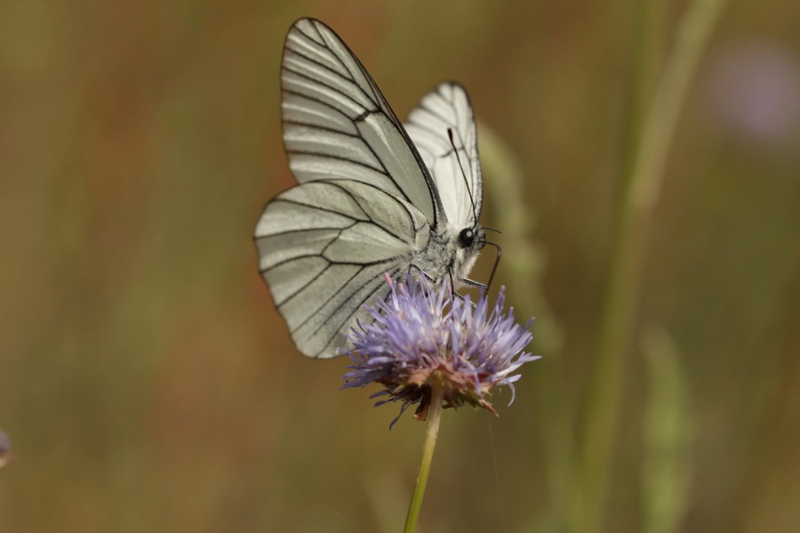 Gazé sur jasione laevis