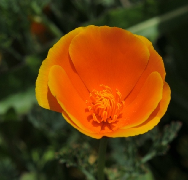 Pavot de Californie-11 (Eschscholzia californica).JPG