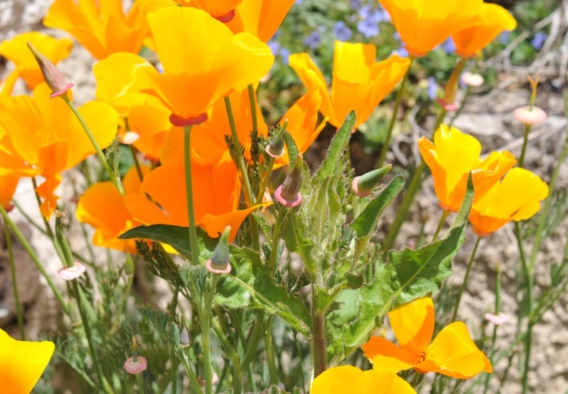 Pavot de Californie-2 (Eschscholzia californica).JPG