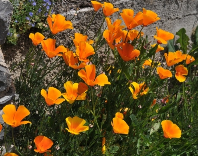 Pavot de Californie-3 (Eschscholzia californica).JPG