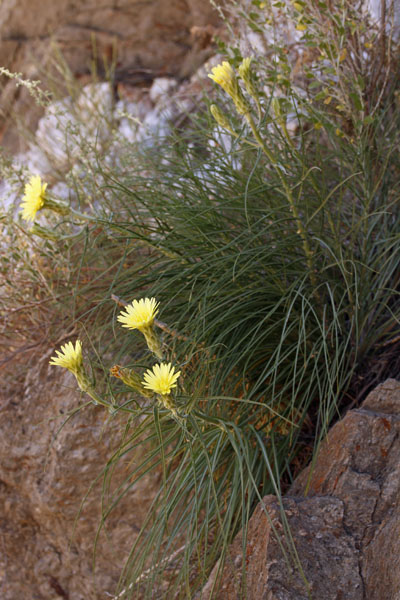 Astéracées - Scorzonera sp - Andalousie Sierra Alharnilla red 1.jpg