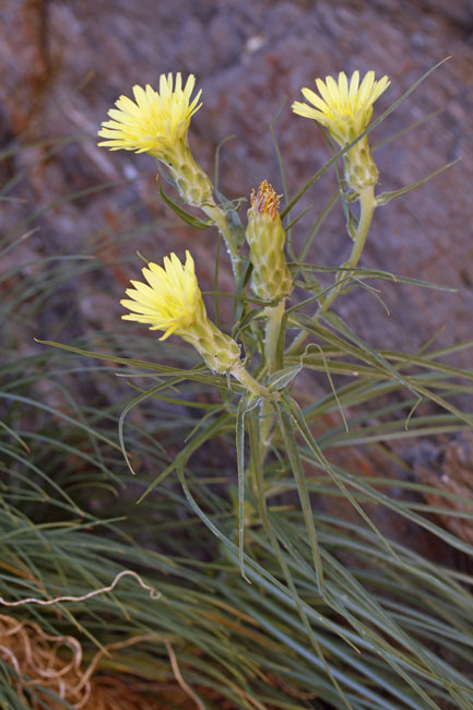 Astéracées - Scorzonera sp - Andalousie Sierra Alharnilla red 3.jpg