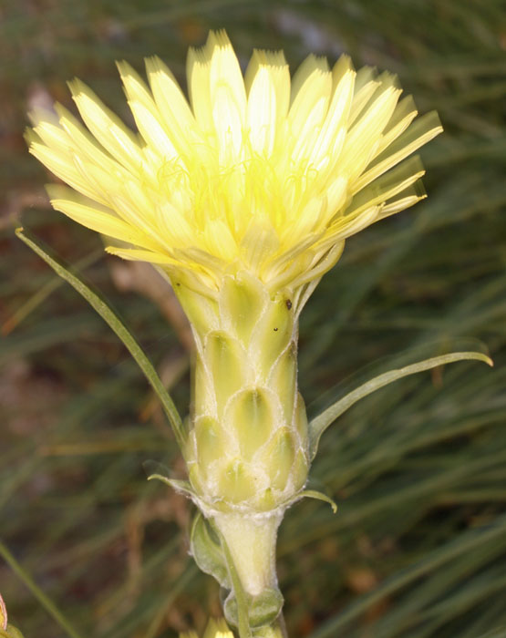 Astéracées - Scorzonera sp - Andalousie Sierra Alharnilla red 5.jpg