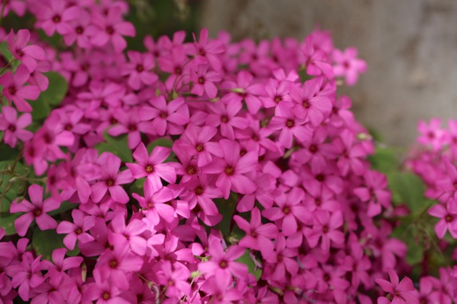 Oxalis articulata à l'ombre du micocoulier