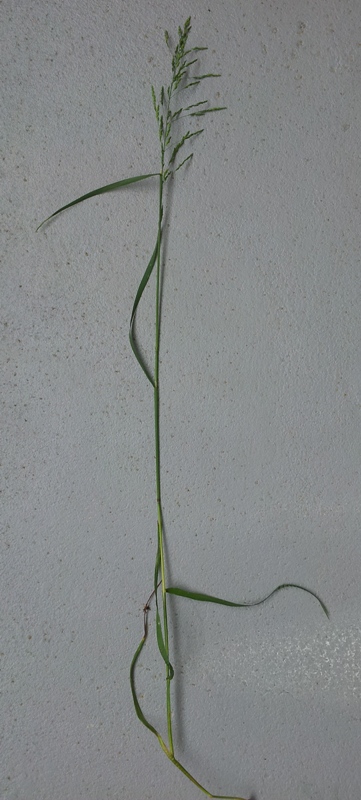 Echantillon n°49'''.jpg