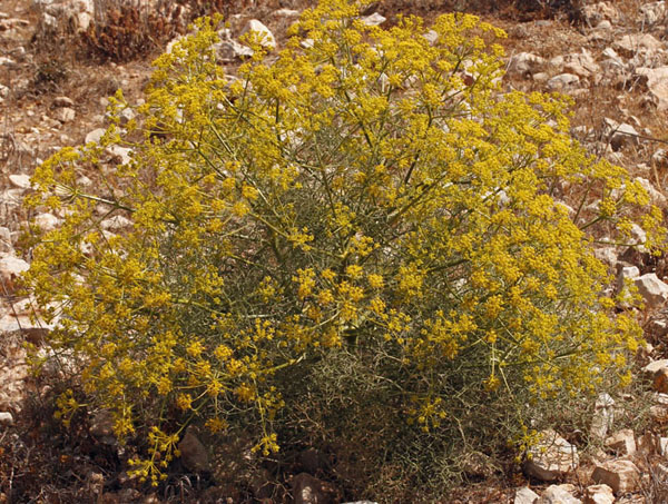 Apiacées - X  - Andalousie Cabo de Gata red 1.jpg
