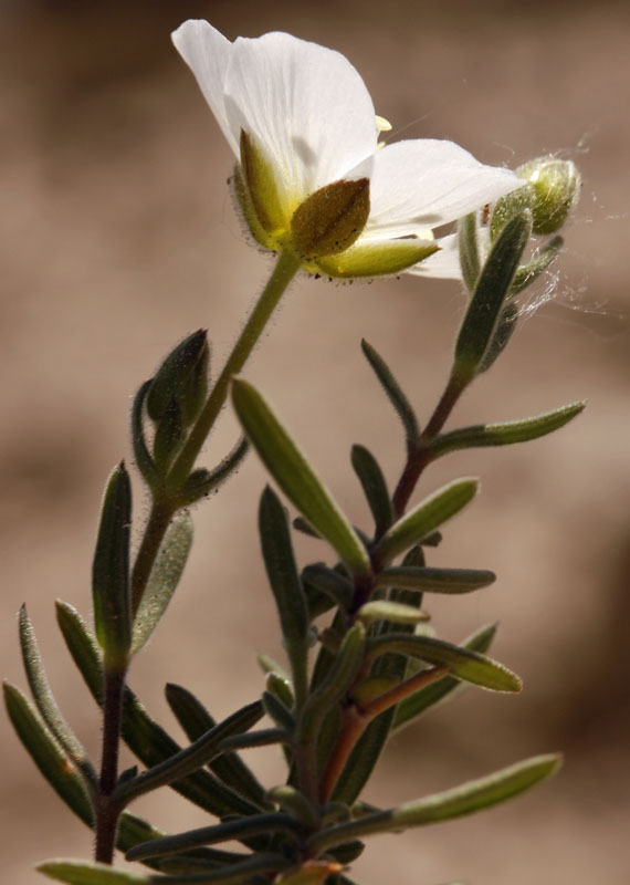 X 1 - Murcia Sierra de Espuna 1550 m red 1.jpg