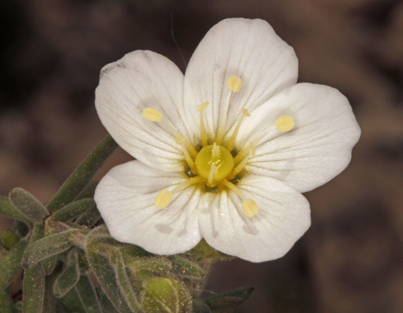 X 1 - Murcia Sierra de Espuna 1550 m red 2.jpg