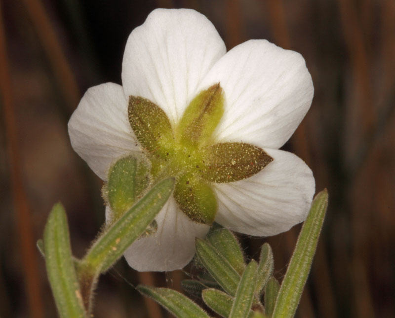 X 1 - Murcia Sierra de Espuna 1550 m red 3.jpg