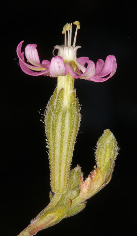 Caprifoliacées - Silene sp - Sud Espagne red 1.jpg