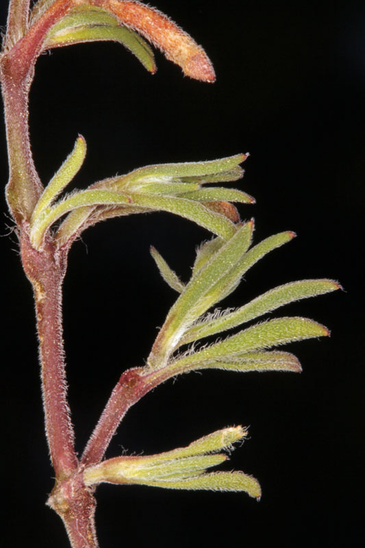 Caprifoliacées - Silene sp - Sud Espagne red .jpg