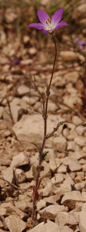 Campanulacées - Campanula X - Espagne Sierra de Alcaraz red 1.jpg