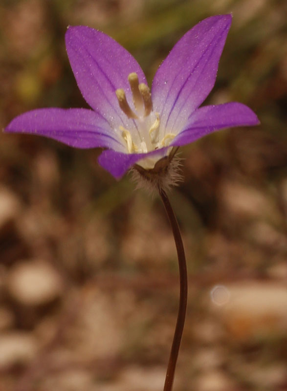Campanulacées - Campanula X - Espagne Sierra de Alcaraz red 2.jpg